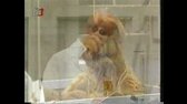 Alf 2x25 Přátelé avi