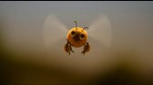 Minuscule S02E38 2012 DVDRIP XVID Gather More To Pollinate More 0001 avi