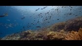 Ocean With David Attenborough 2025 1080p WEBRip x264 AAC5 1 LAMA mp4