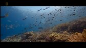 Oceán s Davidem Attenboroughem 2025 (H264 CZ) mp4