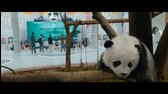 Operace Panda 2024 1080p CZ mkv