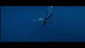 Zaříkávačka žraloků 1080p WEB DL CZ mkv
