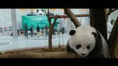 Operace Panda (WEBRip) (CZ dabing) (CZ forced v obraze) (AKCNI) avi