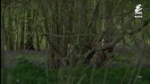 Tess z D’Urbervillu S01E02 CZ mkv