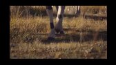 Mufasa Lví král 2024 cz xvid avi