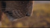 Mufasa   Lví král (2024) mp4