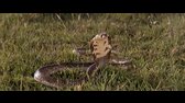 Volani divociny Volanie divociny Born Free (1966) Cz  pribeh levice Elzy avi