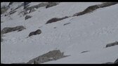Kouzlo setkání   zimní italské Alpy   vlk & kamzík [hd 720p] italské titulky mp4